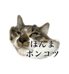 口悪すぎる猫（個別スタンプ：2）
