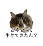 口悪すぎる猫（個別スタンプ：3）