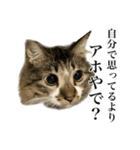 口悪すぎる猫（個別スタンプ：4）