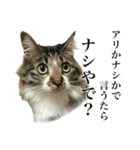 口悪すぎる猫（個別スタンプ：5）