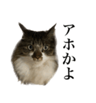 口悪すぎる猫（個別スタンプ：6）