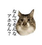 口悪すぎる猫（個別スタンプ：7）