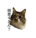 口悪すぎる猫（個別スタンプ：8）