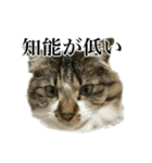 口悪すぎる猫（個別スタンプ：9）