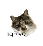 口悪すぎる猫（個別スタンプ：10）