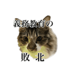口悪すぎる猫（個別スタンプ：11）