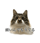 口悪すぎる猫（個別スタンプ：12）