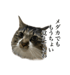 口悪すぎる猫（個別スタンプ：13）