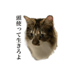 口悪すぎる猫（個別スタンプ：14）