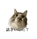 口悪すぎる猫（個別スタンプ：15）