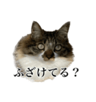 口悪すぎる猫（個別スタンプ：16）
