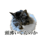 口悪すぎる猫（個別スタンプ：17）
