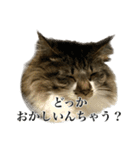 口悪すぎる猫（個別スタンプ：18）