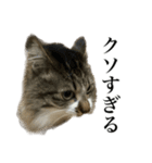 口悪すぎる猫（個別スタンプ：19）