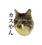 口悪すぎる猫（個別スタンプ：20）