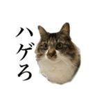 口悪すぎる猫（個別スタンプ：21）