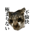 口悪すぎる猫（個別スタンプ：22）
