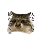 口悪すぎる猫（個別スタンプ：23）