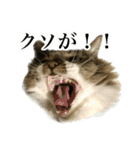 口悪すぎる猫（個別スタンプ：24）
