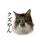 口悪すぎる猫（個別スタンプ：25）