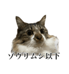 口悪すぎる猫（個別スタンプ：26）