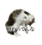 口悪すぎる猫（個別スタンプ：27）
