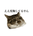 口悪すぎる猫（個別スタンプ：28）