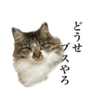 口悪すぎる猫（個別スタンプ：29）