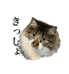 口悪すぎる猫（個別スタンプ：30）