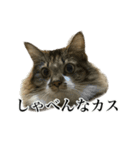 口悪すぎる猫（個別スタンプ：31）