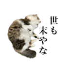口悪すぎる猫（個別スタンプ：32）