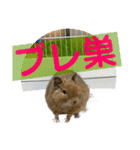ガールズチキンスタンプ2023（個別スタンプ：1）