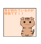 猫の 種類パート 2（個別スタンプ：2）