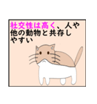 猫の 種類パート 2（個別スタンプ：12）