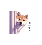 柴犬の日和（個別スタンプ：10）