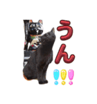S家の黒猫の福ちゃん(よく使う言葉)（個別スタンプ：1）