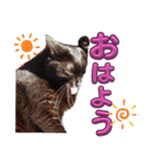 S家の黒猫の福ちゃん(よく使う言葉)（個別スタンプ：2）