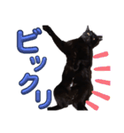 S家の黒猫の福ちゃん(よく使う言葉)（個別スタンプ：4）
