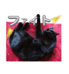 S家の黒猫の福ちゃん(よく使う言葉)（個別スタンプ：5）