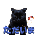 S家の黒猫の福ちゃん(よく使う言葉)（個別スタンプ：8）