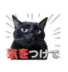 S家の黒猫の福ちゃん(よく使う言葉)（個別スタンプ：9）
