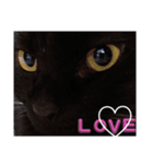 S家の黒猫の福ちゃん(よく使う言葉)（個別スタンプ：10）