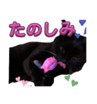 S家の黒猫の福ちゃん(よく使う言葉)（個別スタンプ：11）