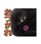 S家の黒猫の福ちゃん(よく使う言葉)（個別スタンプ：15）