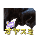 S家の黒猫の福ちゃん(よく使う言葉)（個別スタンプ：16）
