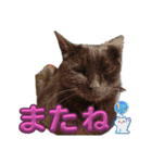 S家の黒猫の福ちゃん(よく使う言葉)（個別スタンプ：18）