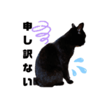 S家の黒猫の福ちゃん(よく使う言葉)（個別スタンプ：19）