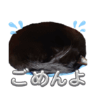 S家の黒猫の福ちゃん(よく使う言葉)（個別スタンプ：21）