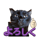 S家の黒猫の福ちゃん(よく使う言葉)（個別スタンプ：22）