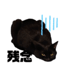 S家の黒猫の福ちゃん(よく使う言葉)（個別スタンプ：23）